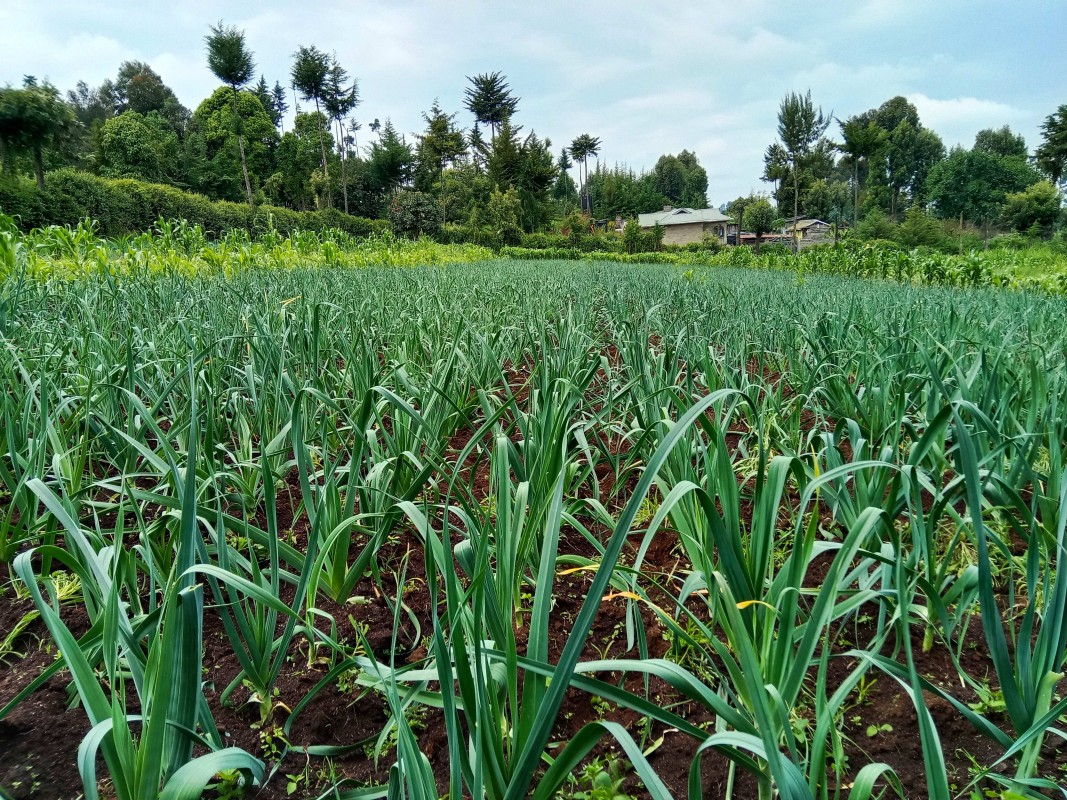 Leeks Onion from Kenya